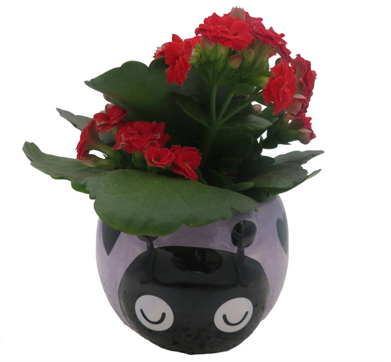 Purple Love Bug Ceramic Planter with Surprise Calandiva Plant - 2.5" Pot